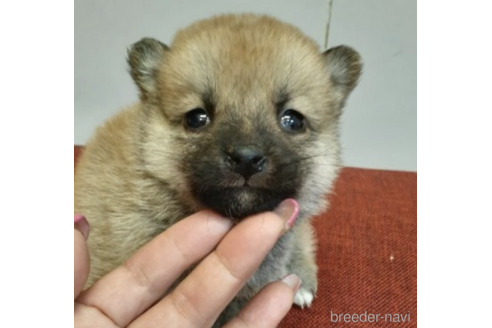 成約済の富山県の柴犬-215021